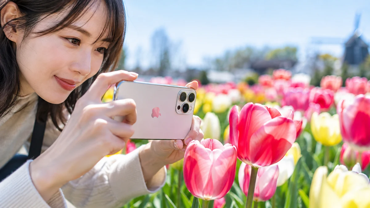 iPhoneでチューリップに近づいてマクロ撮影のチューリップマークを表示させる様子