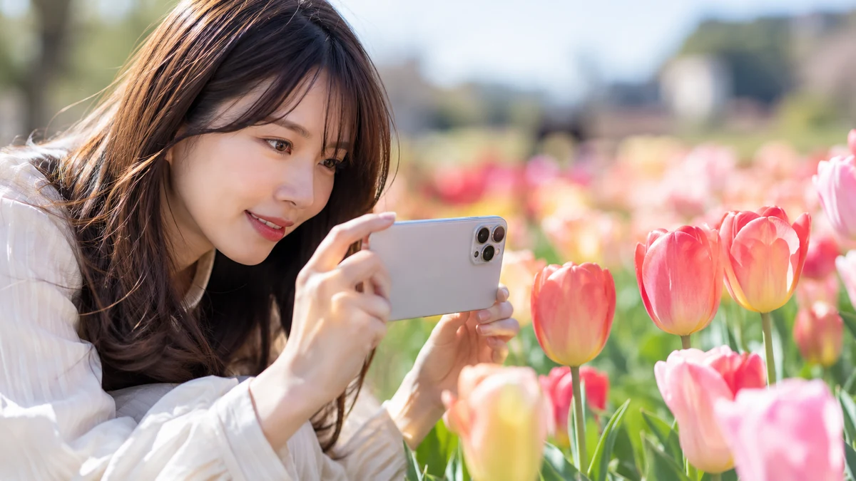 チューリップ畑でiPhoneのマクロ撮影アイコンを確認しながら撮影する女性